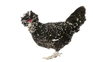 Hairstyle: Chicken Houdan / Poule de Houdan