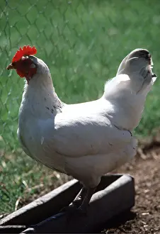 Sussex: CHICKEN - LIGHT SUSSEX FOWL