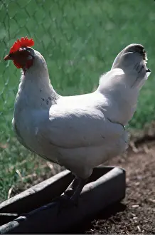 Sussex: CHICKEN - Light Sussex Fowl, Hen