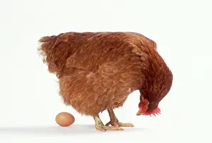 Quirky: CHICKEN - looking at an egg