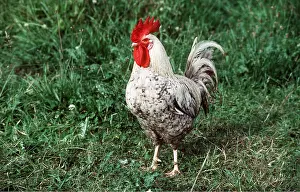 Comb: CHICKEN - MARANS COCK