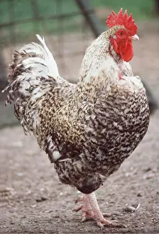 Comb: CHICKEN - Marans fowl - male cockerel / rooster