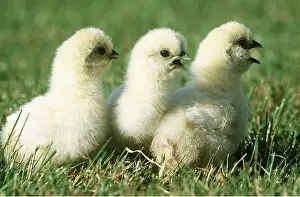 Chickens: CHICKEN - NEGRE SOIE CHICKS, three