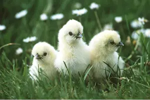 Easter: CHICKEN - negre soie chicks, three in a line