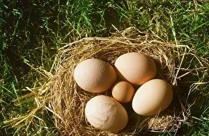 Size: CHICKEN - nest with 4 chicken eggs and 1 bantam egg