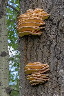 Shelf: Chicken-of-the-woods, Laetiporus sulphureus, on old tree