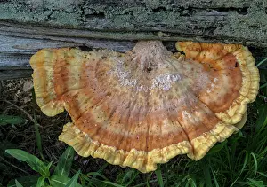 Bob Gibbons: Chicken-of-the-woods, Laetiporus sulphureus, you