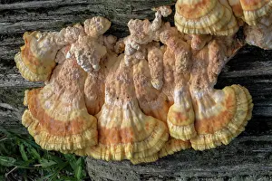 Bob Gibbons: Chicken-of-the-woods, Laetiporus sulphureus, you