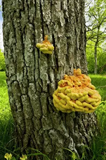 Polypore: Chicken-of-the-woods / Sulphur Polypore, on Oak tree