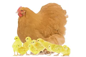 Orpington: Chicken - Orpington Fawn in studio with chicks
