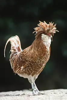 Free: CHICKEN, Padoue chamois