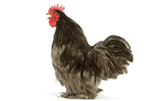 Pekin: Chicken - Pekin Bantam blue - in studio