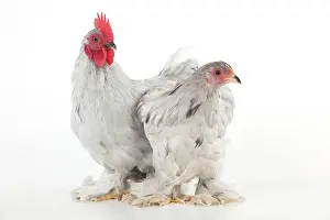 Bantam: CHICKEN - Peking bantam