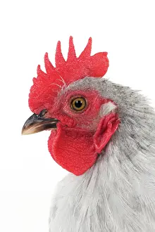Bantam: CHICKEN - Peking bantam