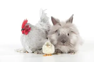 Bantam: CHICKEN - Peking bantam