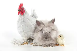 Bantam: CHICKEN - Peking bantam