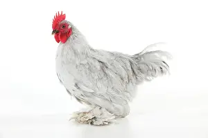 Bantam: CHICKEN - Peking bantam