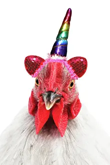 Unicorn: CHICKEN - Peking bantam (head shot) with unicorn horn