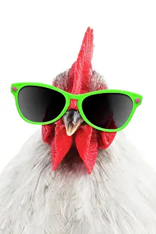 Bantam: CHICKEN - Peking bantam (head shot) wearing sunglasses