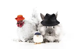 161018: CHICKEN - Peking bantam with lionhead rabbit