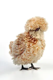Frizzle: Chicken - Polish frizzle