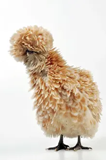 Frizzle: CHICKEN - Polish frizzle