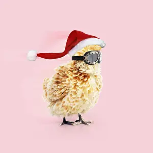 161118: CHICKEN - Polish frizzle, wearing goggles and