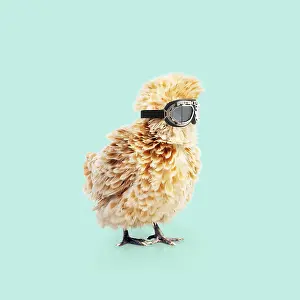 161018: CHICKEN - Polish frizzle, wearing goggles, funky chicken