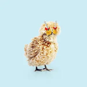 161018: CHICKEN - Polish frizzle, wearing guitar sunglasses