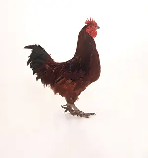Andy Teare: CHICKEN - portrait