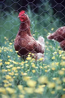 Fences: CHICKEN - Red / White Leghorn cross