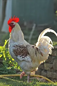 Farmyards: Chicken - rooster