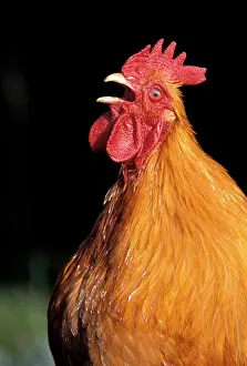 Crowing: CHICKEN - Rooster calling