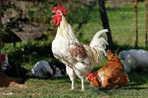 Crowing: Chicken - rooster crowing