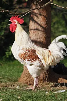 Crowing: Chicken - rooster crowing