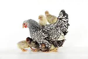 Chickens: CHICKEN. Silver laced wyandotte with chicks