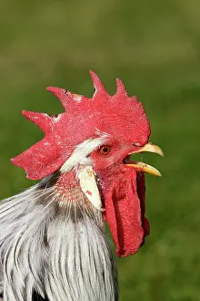 Leghorn: Chicken - Silver leghorn