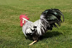 Leghorn: Chicken - Silver leghorn