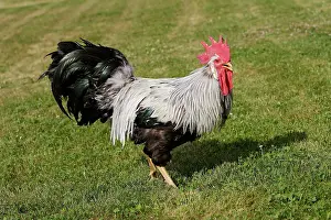 Leghorn: Chicken - Silver leghorn