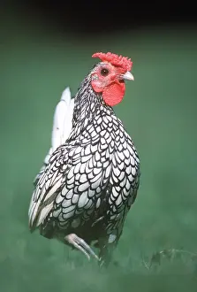 Free: CHICKEN - Silver Sebright Fowl (Domestic), Male / Cock