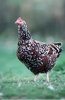 Free: CHICKEN - Sussex Tricolore, Domestic Hen