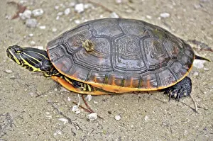 Emydidae: Chicken Turtle