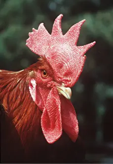Comb: CHICKEN - Welsummer / wellsummer cockerel - close-up