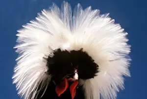 Chickens: Chicken - White Crested Dutch Fowl (domestic), close