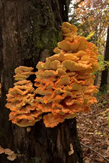 Shelf: The Chicken of the Woods Fungus