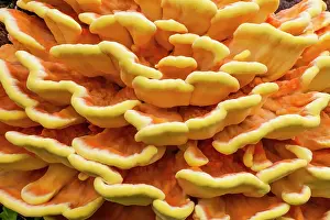 Bracket: Chicken of The Woods fungus - brackets on tree stump