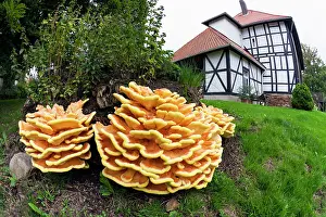 Bracket: Chicken of The Woods fungus - brackets on tree stump