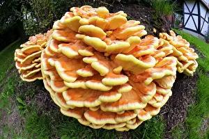 Bracket: Chicken of The Woods fungus - brackets on tree stump