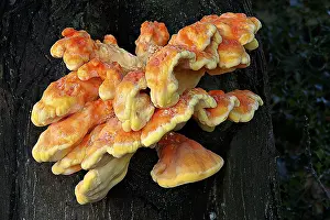 Shelf: Chicken Of The Woods (Laetiporus sulphureus) mu