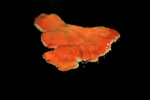 Shelf: Chicken of the woods mushroom